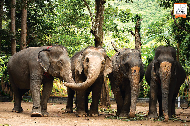 Bathing With Elephants