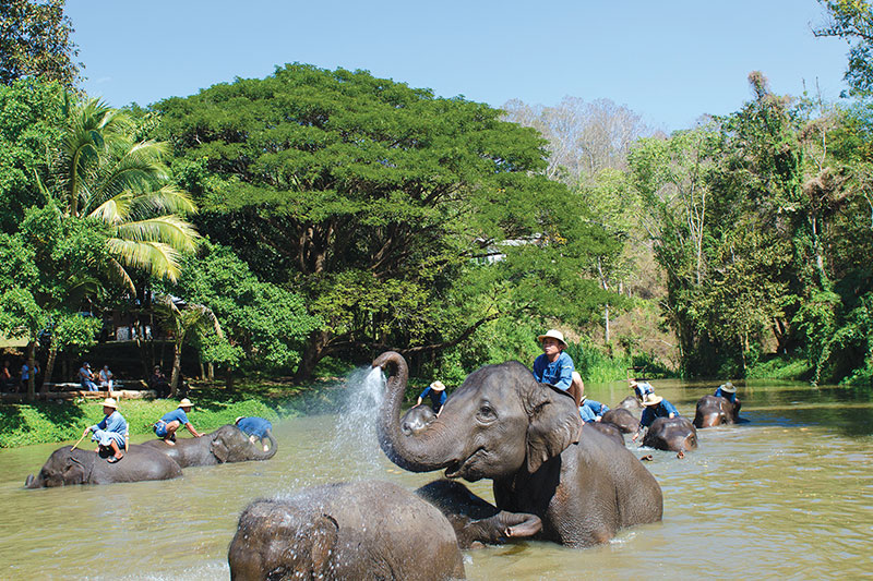 Elephants bathe at<br />
Thailand Elephant Conservation Centre