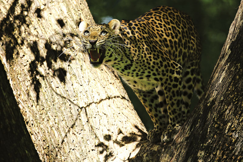 Thung Yai- Huai Kha Khaeng Wildlife Sanctuary