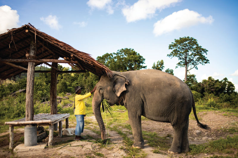 Bukit Elephant Park in Phuket
