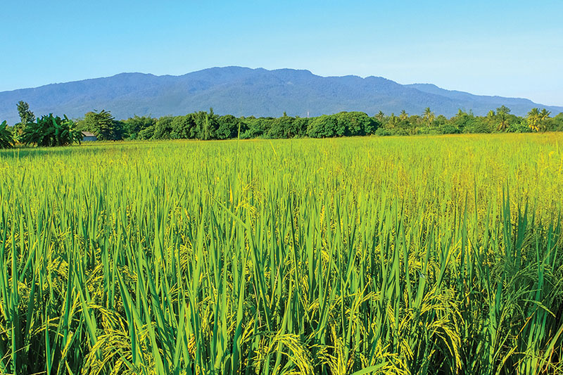 Rice field near Chiang Mai in North Thailand