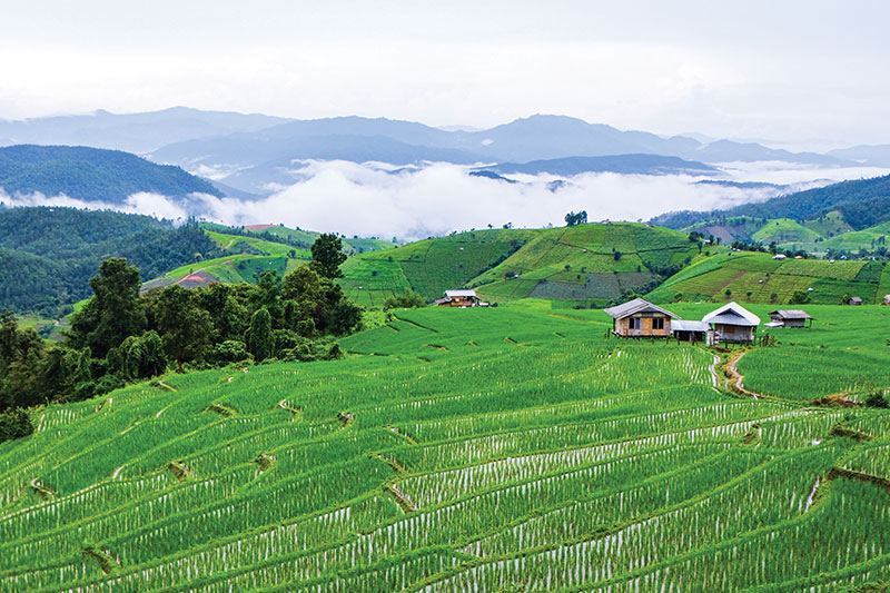 Rice fields at Ban Pa Pong, Doi Inthanon