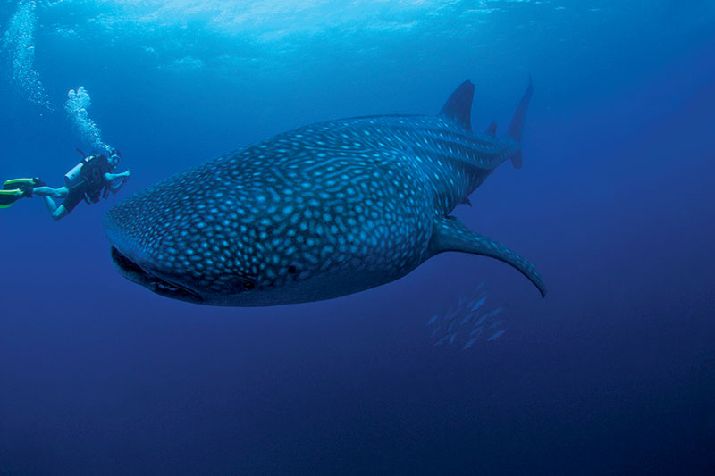 Similan Islands 