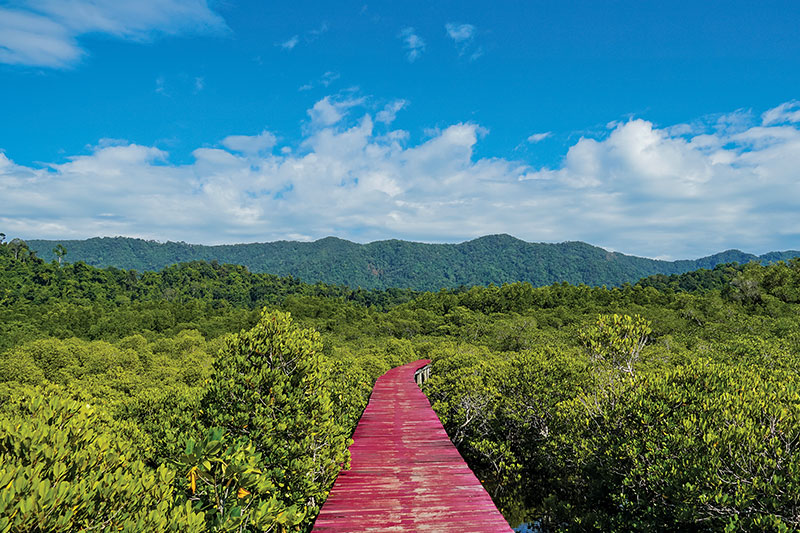 Salakphet Mangrove Walkway 