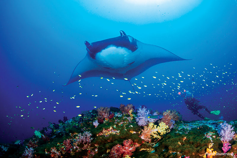 Underwater Wonderland Krabi