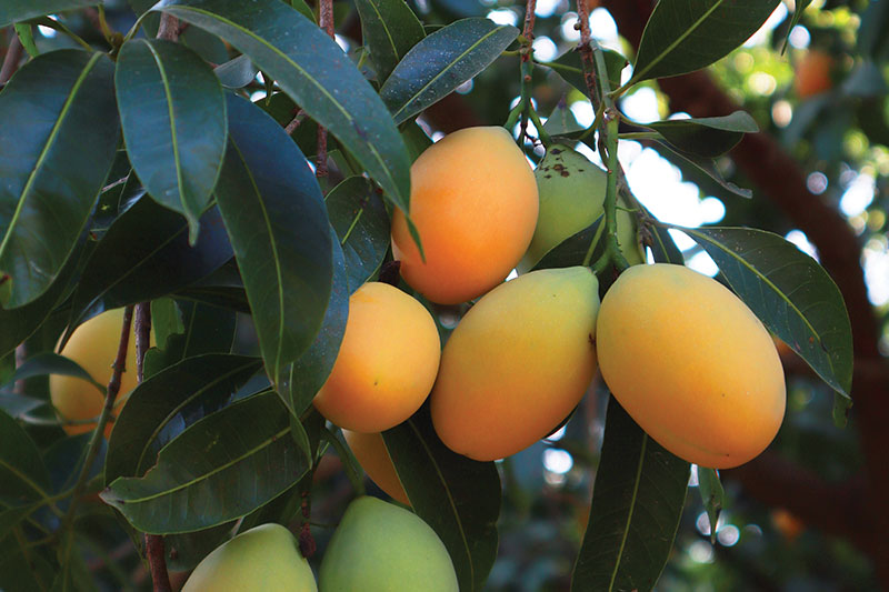 Marian Plum – The Early Summer Fruit