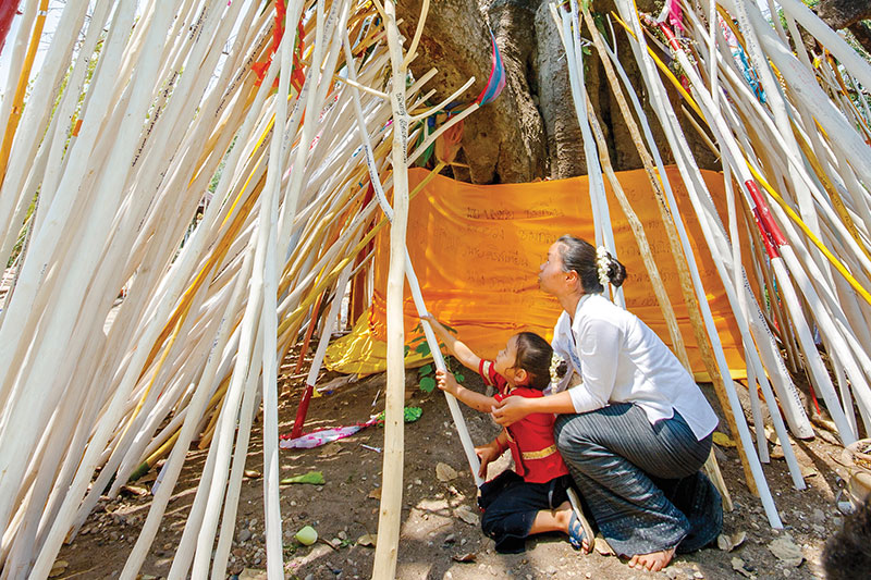 Lanna people believe supporting a Bodhi tree with branches brings longevity