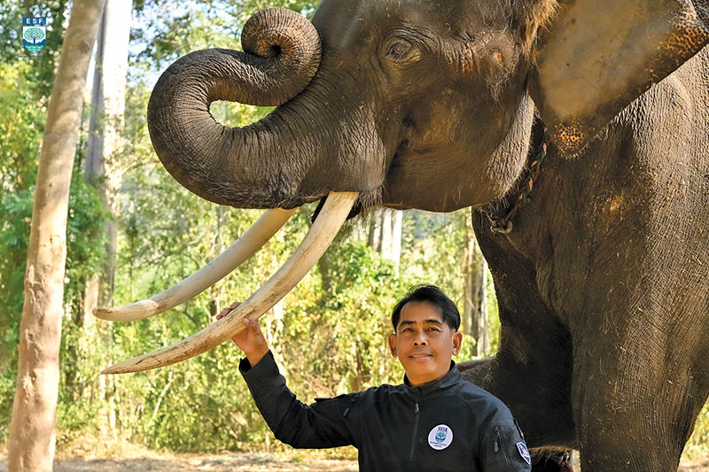 thai elephant3