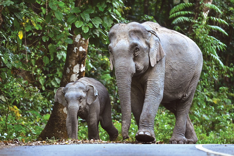 thai elephant