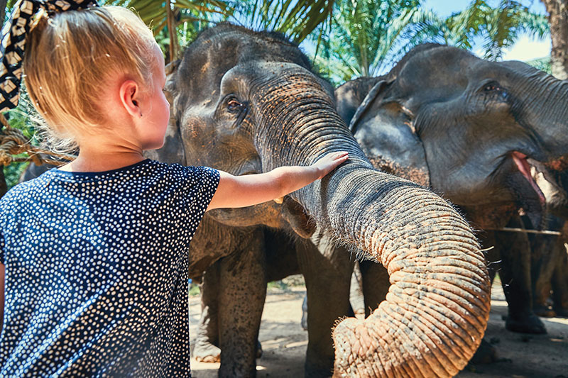 thai elephant2