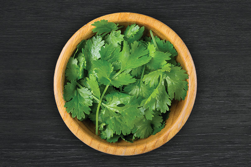 CORIANDER CORIANDER
