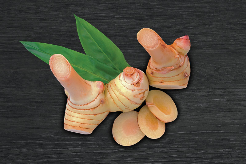 GALANGAL GALANGAL