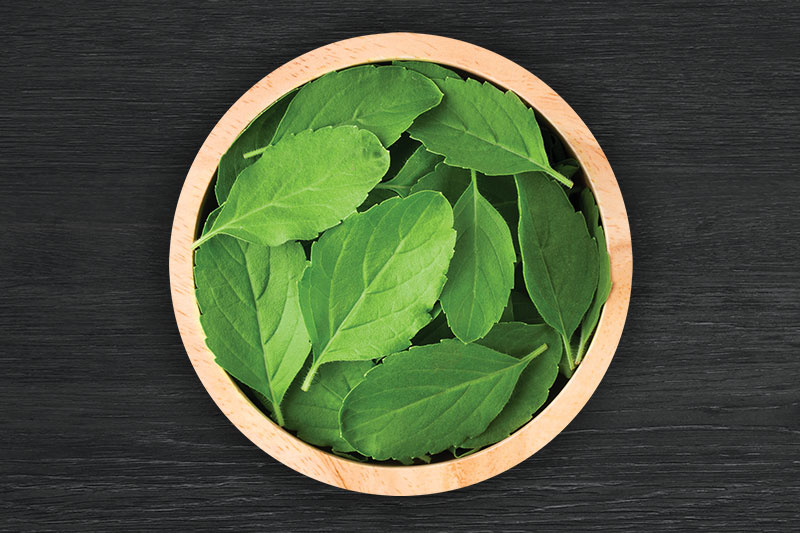 Holy Basil Holy Basil