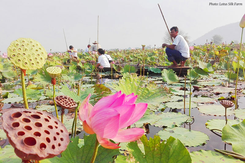 Lotus Silk Farm Phnom Penh Lotus Silk Farm Phnom Penh