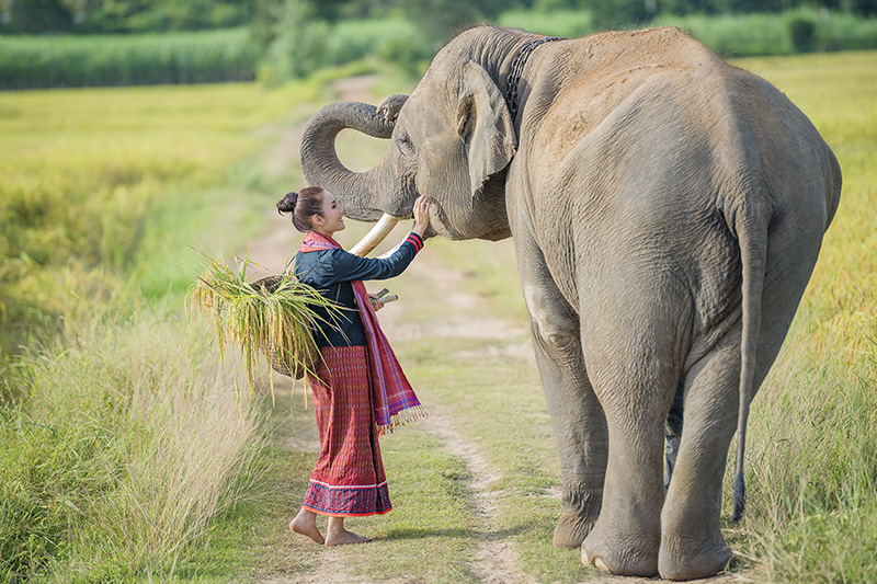 Surin: Land of Empires and Elephants Surin: Land of Empires and Elephants