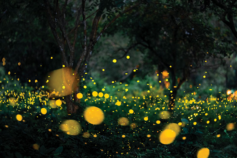 Prachinburi Firefly Evenings Prachinburi
Firefly Evenings