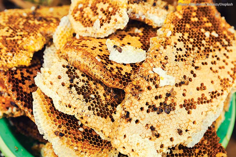 Bees Unlimited Siem Reap, Cambodia