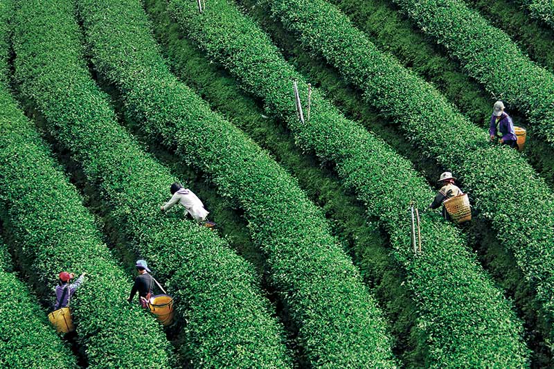 Exploring the North’s spectacular – and award-winning-tea plantations