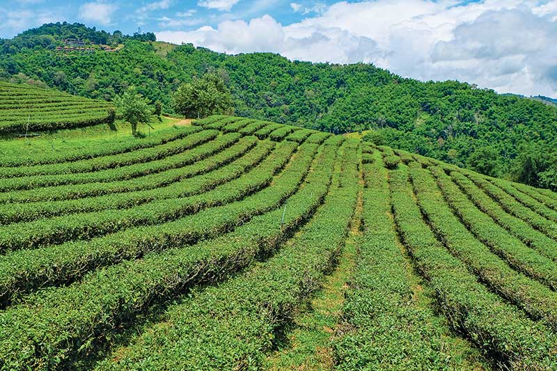 Neatly cultivated rows of bushes at 101 Tea Plantation