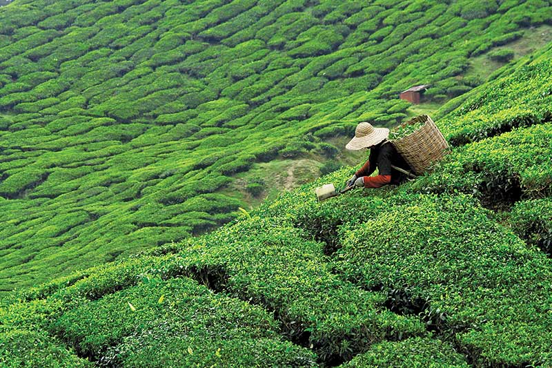 A tea plantation in the North of Thailand A tea plantation in the North
of Thailand