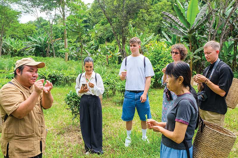 A guide explains the trick of plucking tea leaves at the Araksa Tea Garden