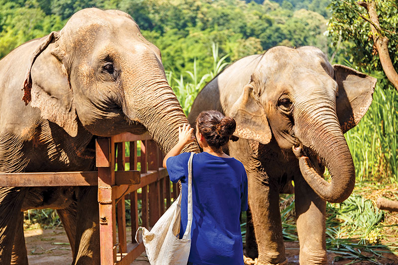 elephant in Chiang Mai
