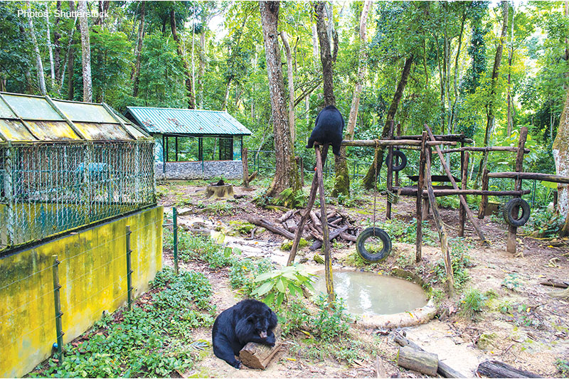 Bear Rescue Centre