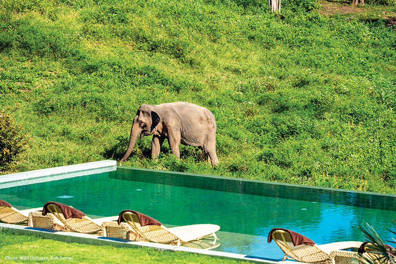 Wild Cottages, Koh Samui