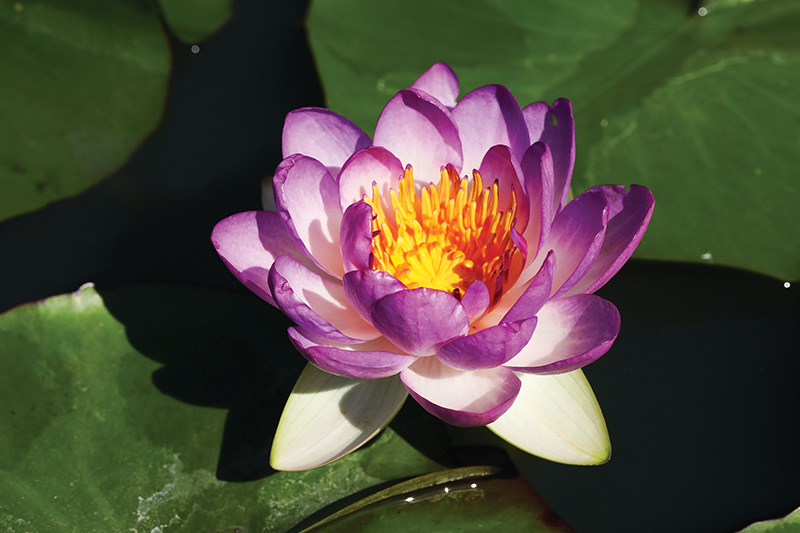Lotus flower