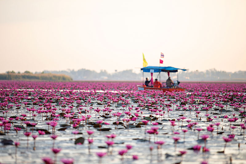 Red Lotus Lake Kumphawapi Udon Thani