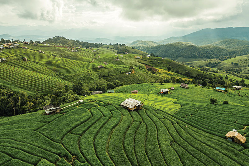 Emerald rice terraces