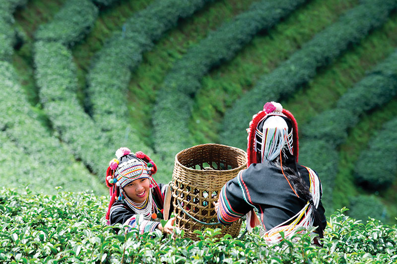 Tea pickers 