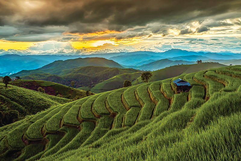 rice fields in Chiang Mai