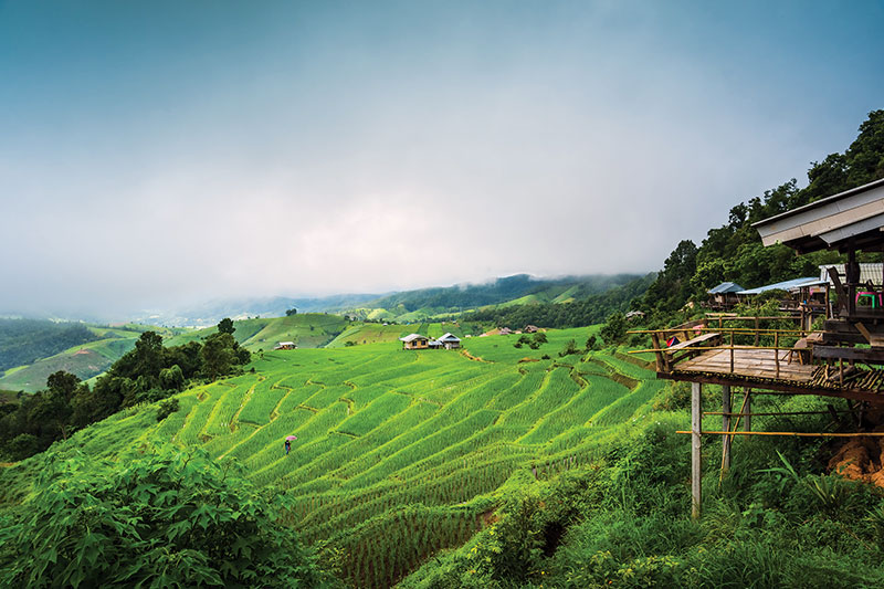 Rain-fed rice terraces, Chiang Mai