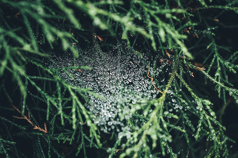 Raindrops cling to leaves deep in the forested highlands