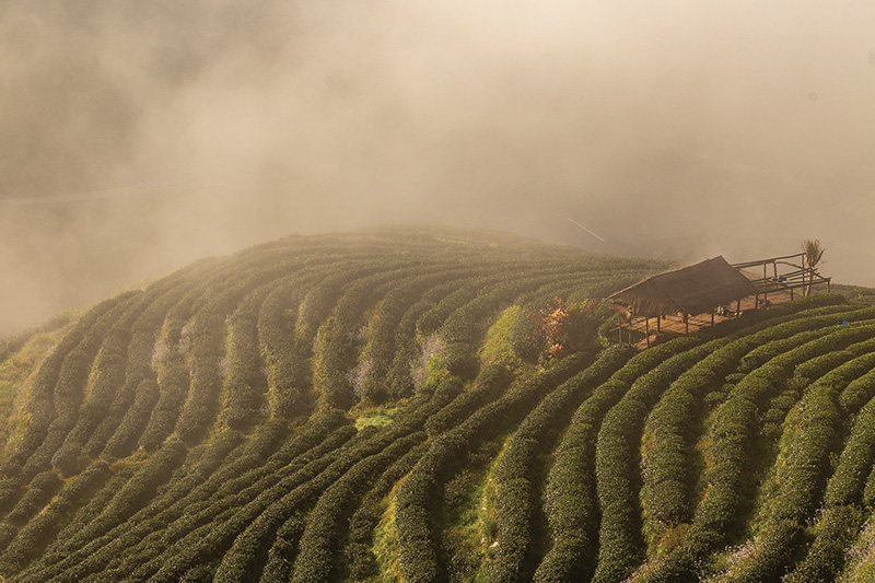 Tea terraces, mae salong, chiang rai