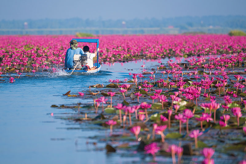 The Red Lotus Lake