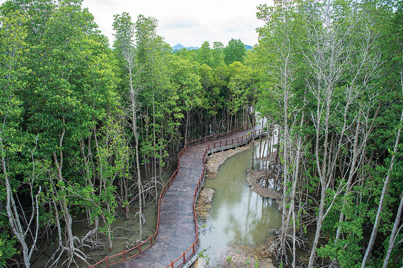 A quiet mangrove forest trail at<br />
Laem Ngop village reveals another side of Trat