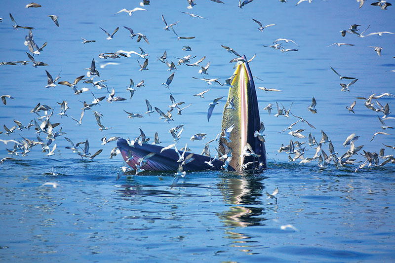 A Bryde’s whale surfaces at Laem Phak Bia