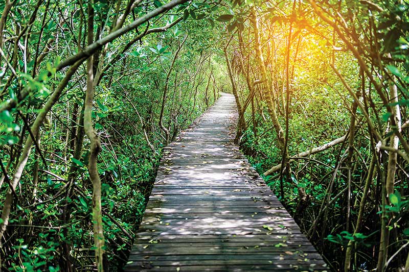 A wooden bridge winds through the Laem Phak Bia mangrove forest