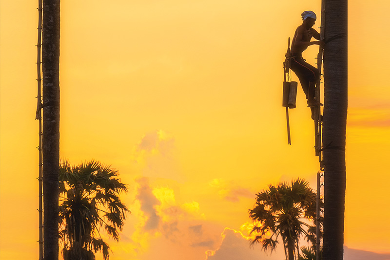 Palm sap is collected before sunrise at Uncle Thanom<br />
Palm Orchard